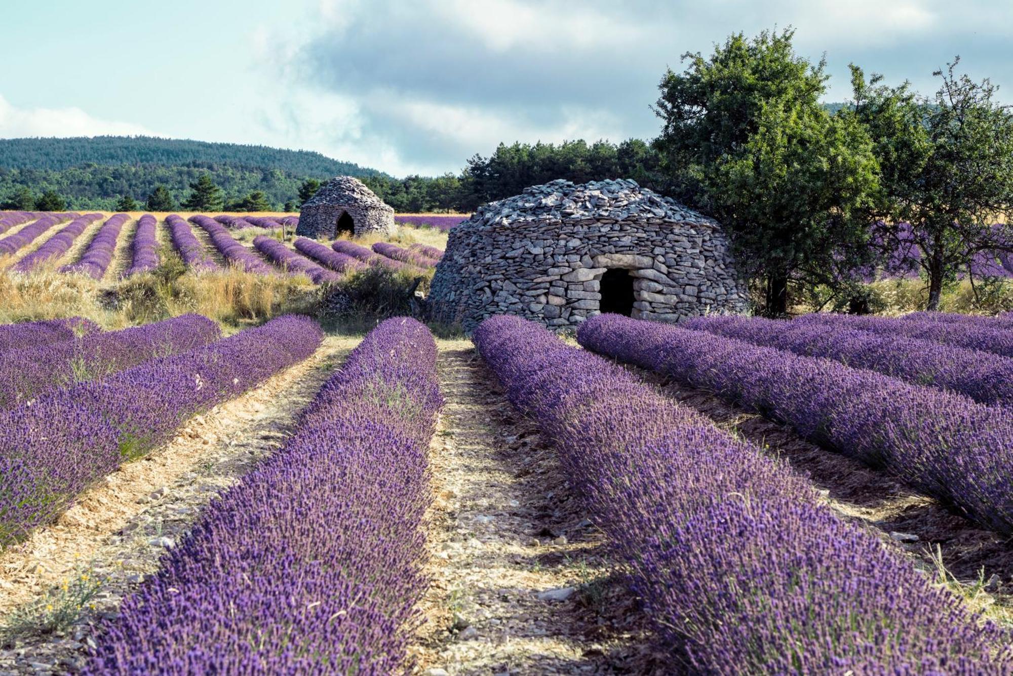 Le Cabanon Des Lavandes Entre Mont Ventoux Et Luberon Sault-de-Vaucluse Esterno foto
